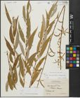Foto von Salix alba subsp. vitellina (L.) Arcang. x Salix babylonica L.